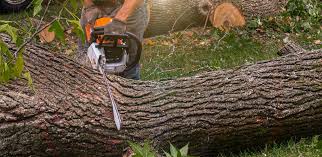 How Our Tree Care Process Works  in  Koontz Lake, IN